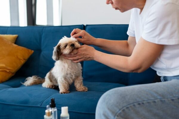 The Benefits of Cannabis Oil for Dogs